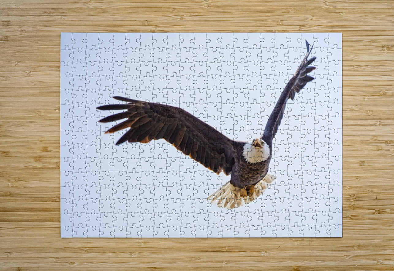 Bald Eagle Ilana Vargulich Puzzle printing