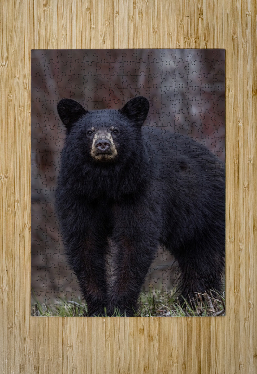 Big Bear Ilana Vargulich Puzzle printing