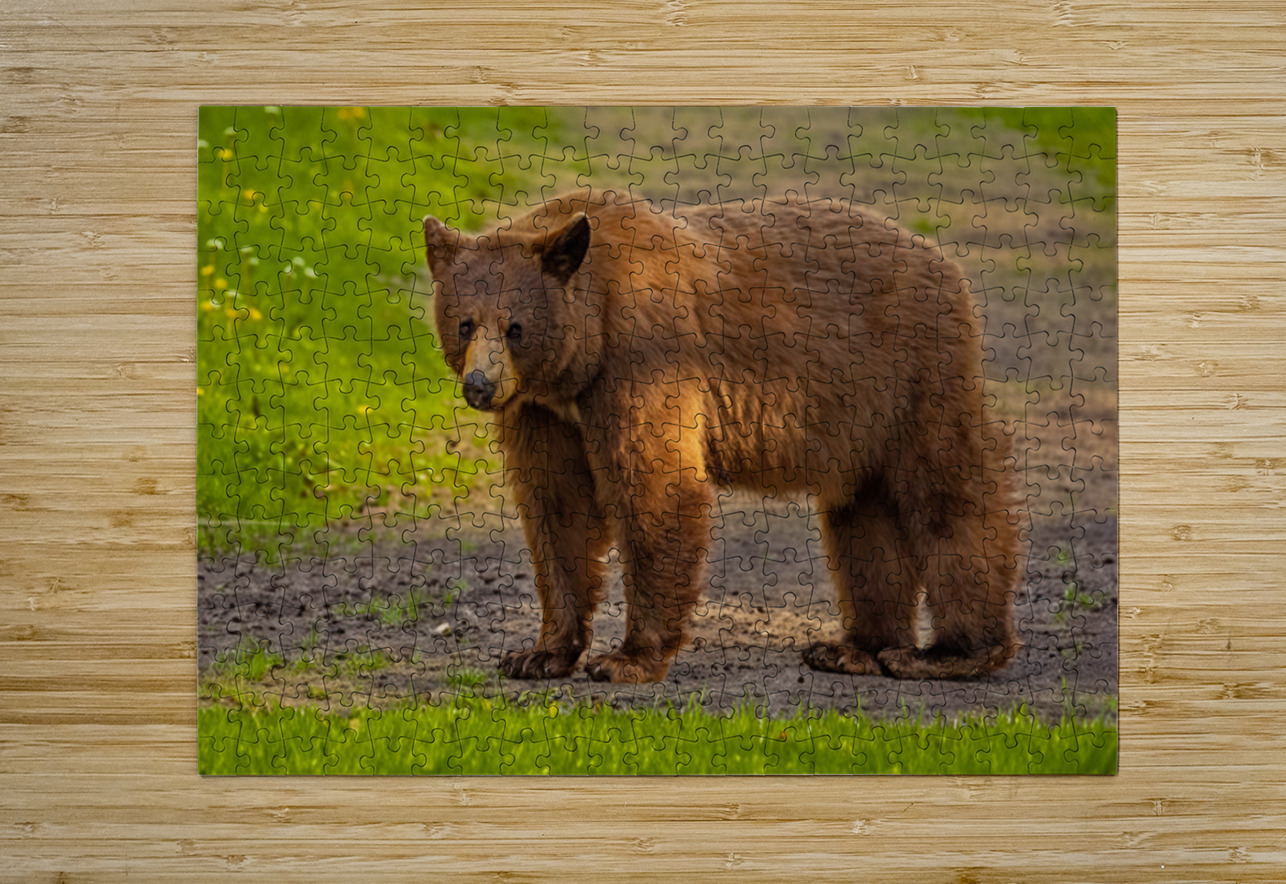 Black Bear 2 Ilana Vargulich Puzzle printing