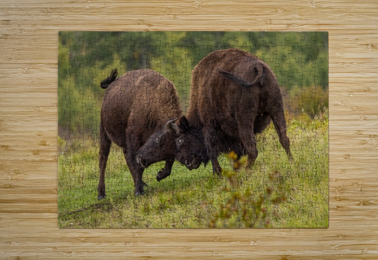Bison Fight Ilana Vargulich Puzzle printing