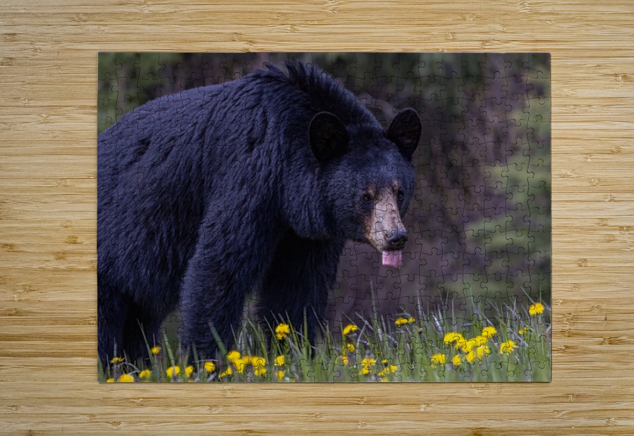 Black Bear 2 Ilana Vargulich Puzzle printing