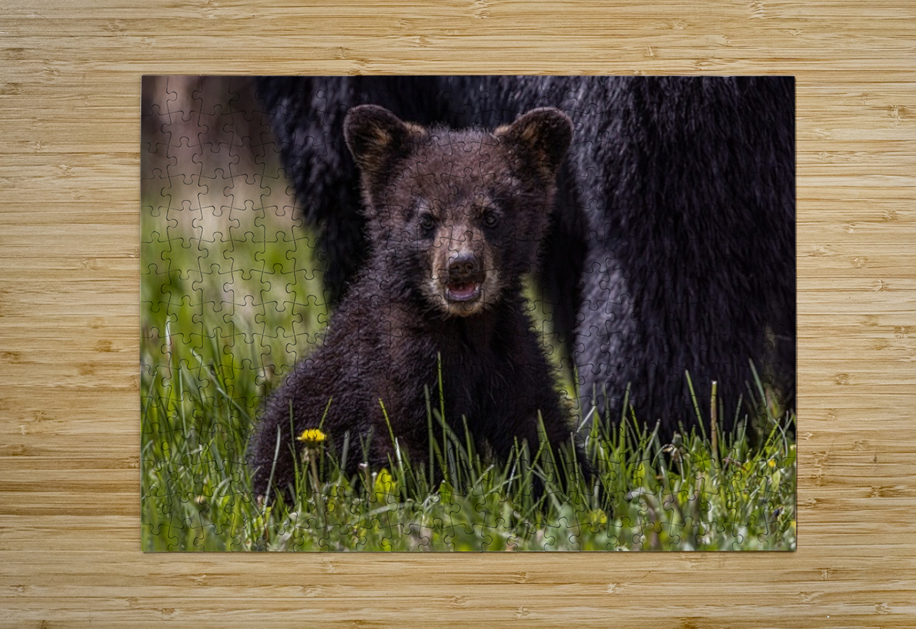 Black Bear Cub 4 Ilana Vargulich Puzzle printing
