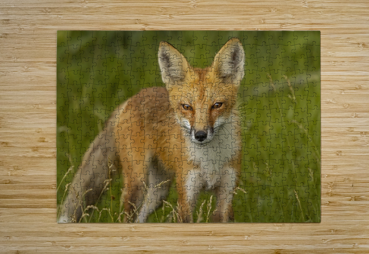 Red Fox Ilana Vargulich Puzzle printing