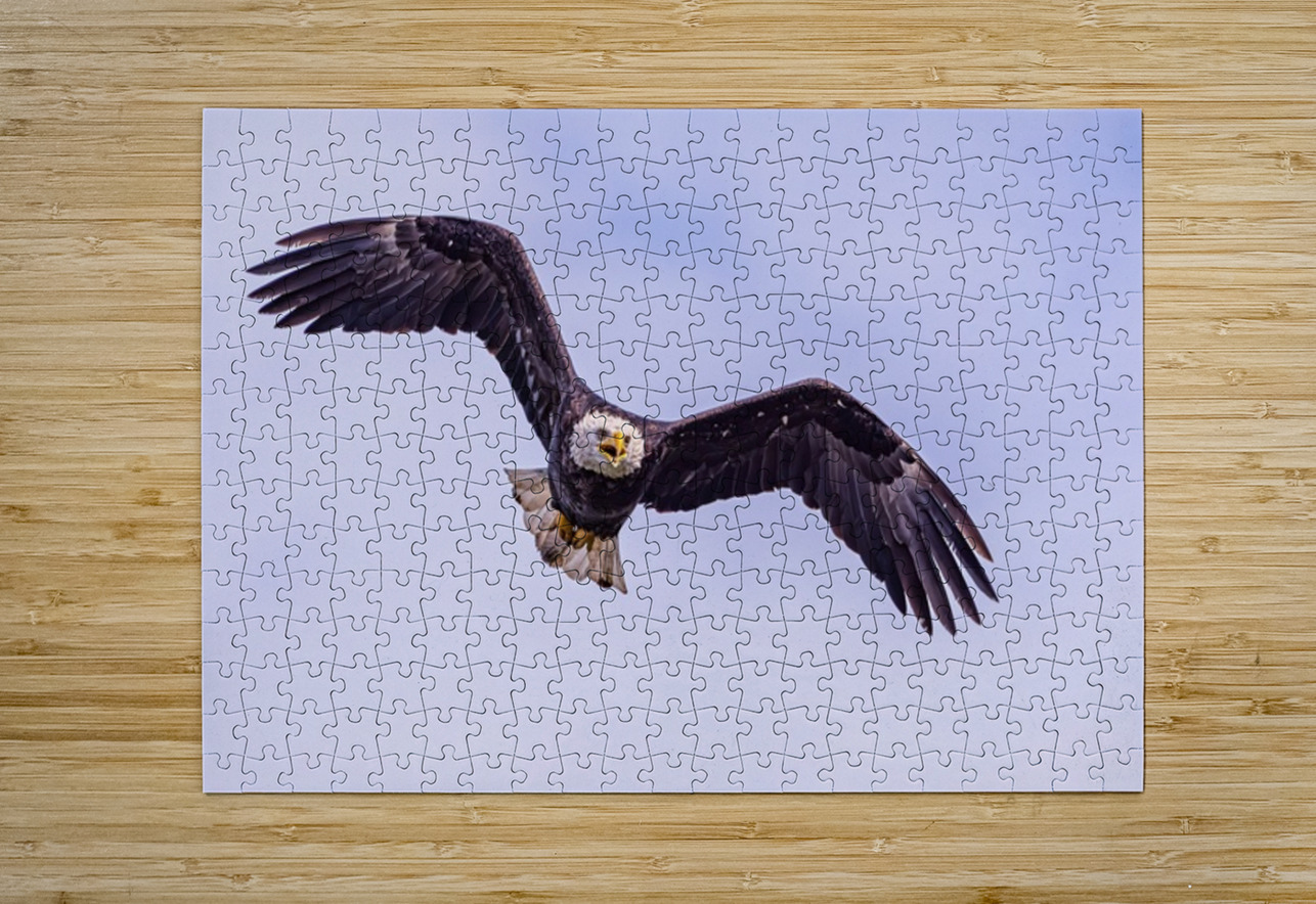 Bald Eagle 3 Ilana Vargulich Puzzle printing