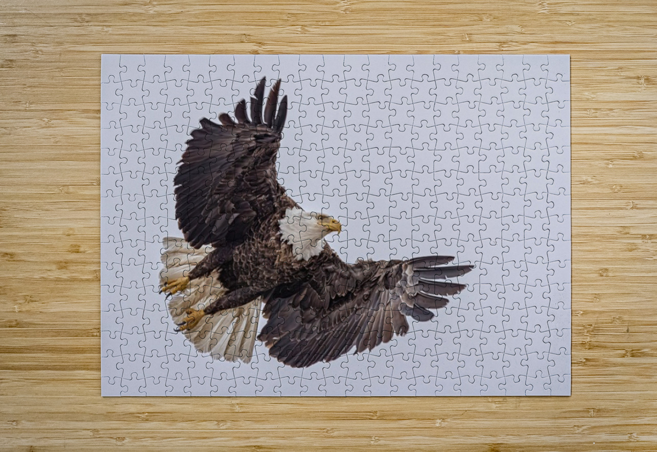 Bald Eagle 4 Ilana Vargulich Puzzle printing