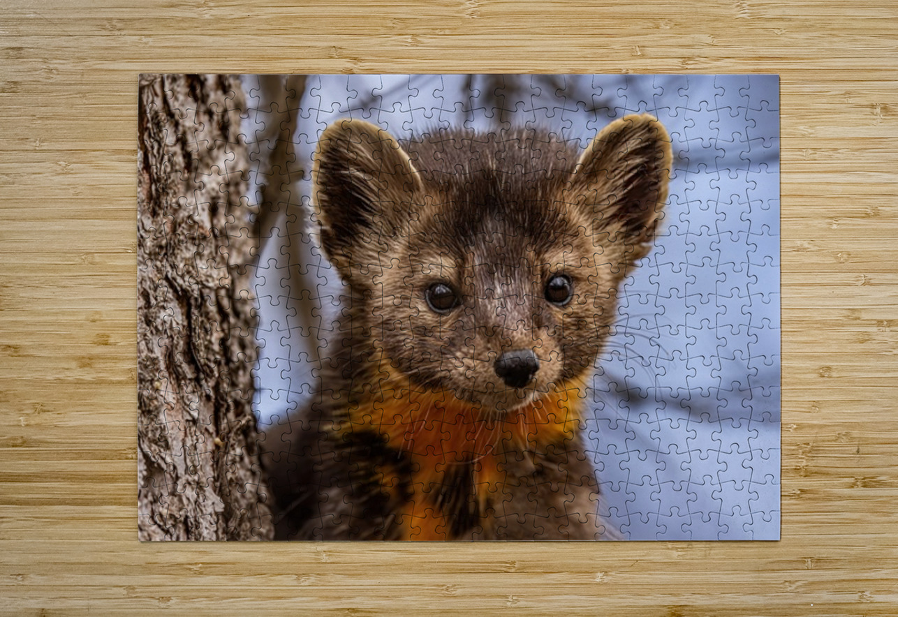 Pine Marten Portrait Ilana Vargulich Puzzle printing