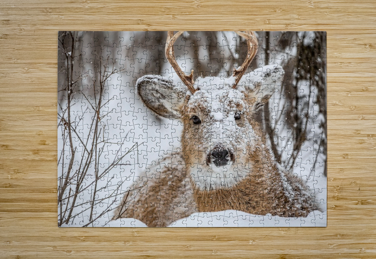 Buck under the Snow Ilana Vargulich Puzzle printing
