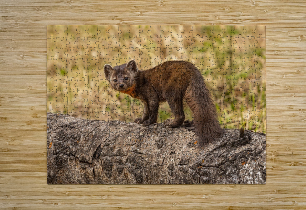 Pine Marten 2 Ilana Vargulich Puzzle printing