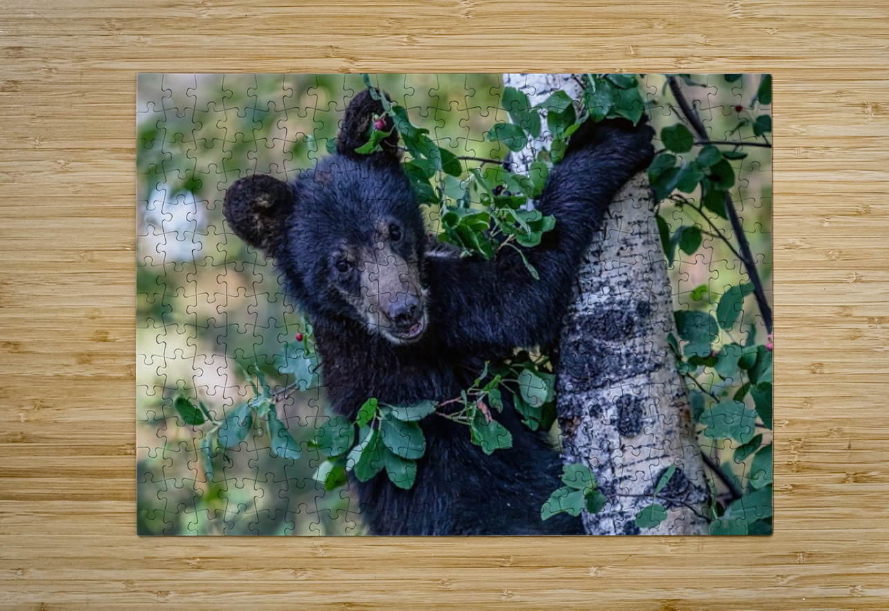 Black Bear Cub 5 Ilana Vargulich Puzzle printing