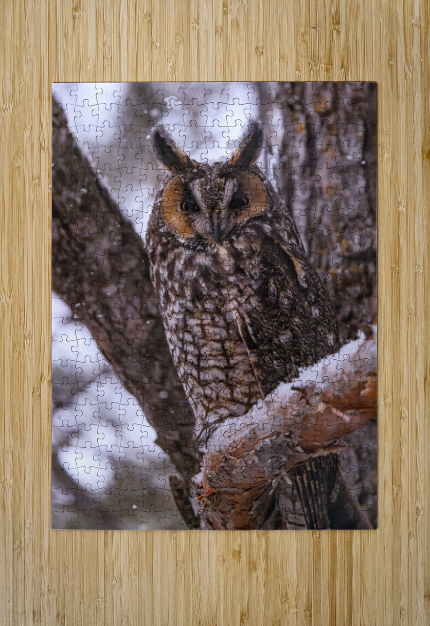 LEO 4 Ilana Vargulich Puzzle printing