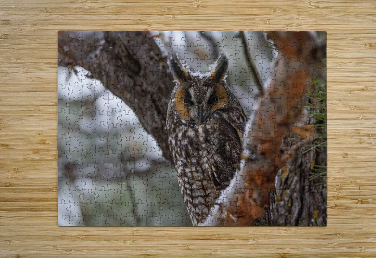 LEO 5 Ilana Vargulich Puzzle printing