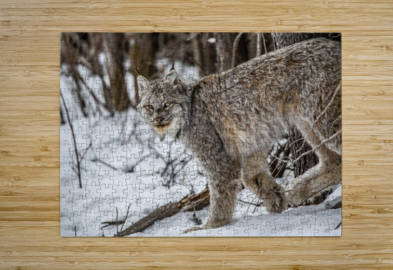 Lynx Ilana Vargulich Puzzle printing