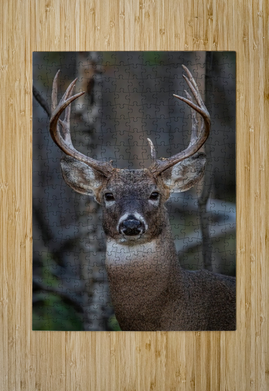 Big Buck 2 Ilana Vargulich Puzzle printing