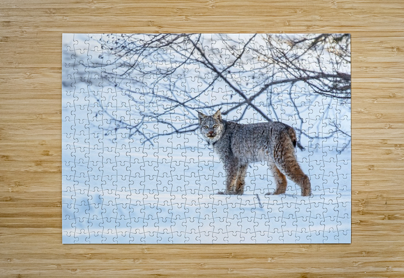 Lynx 2 Ilana Vargulich Puzzle printing