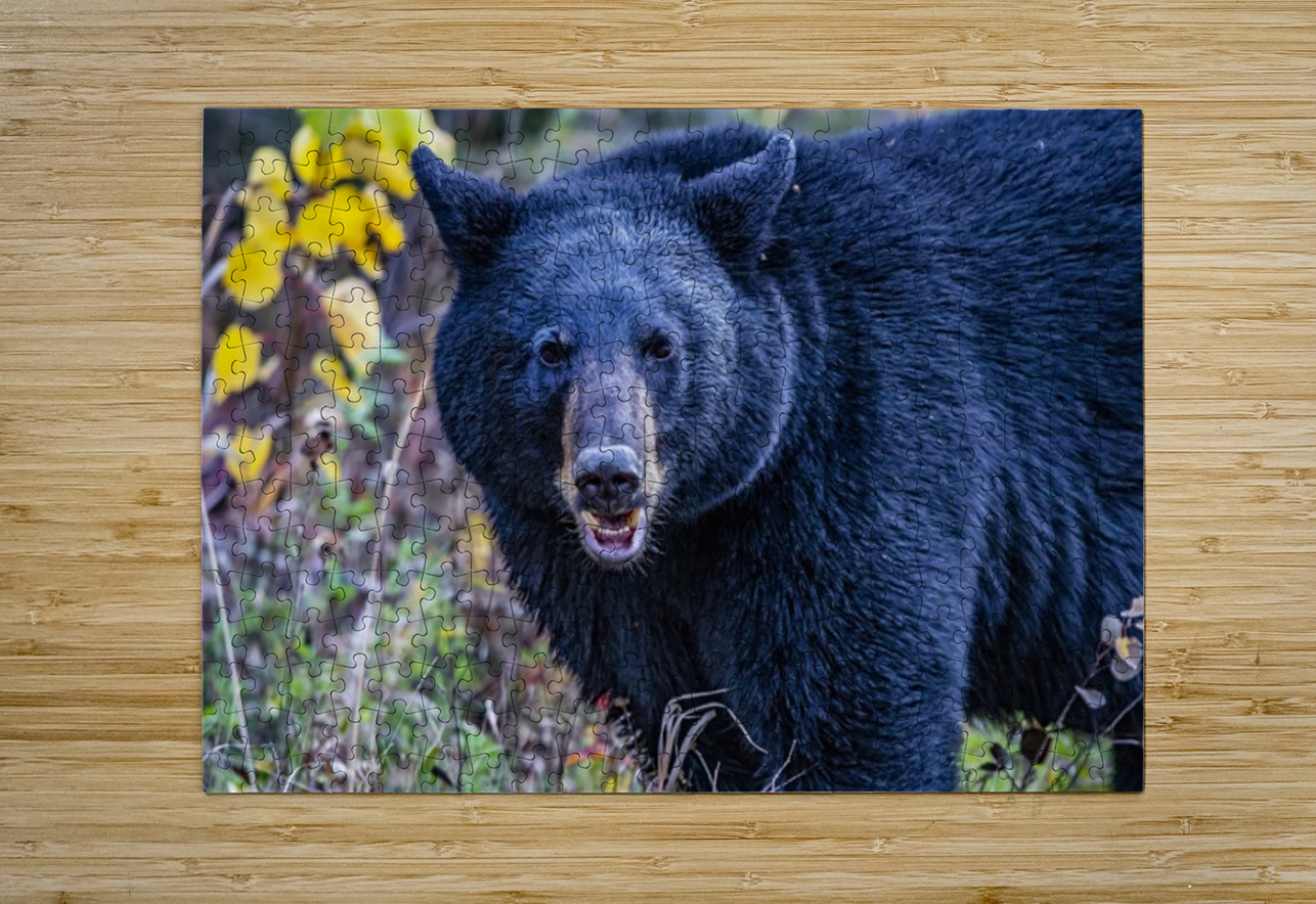 Black Bear Boss Ilana Vargulich Puzzle printing