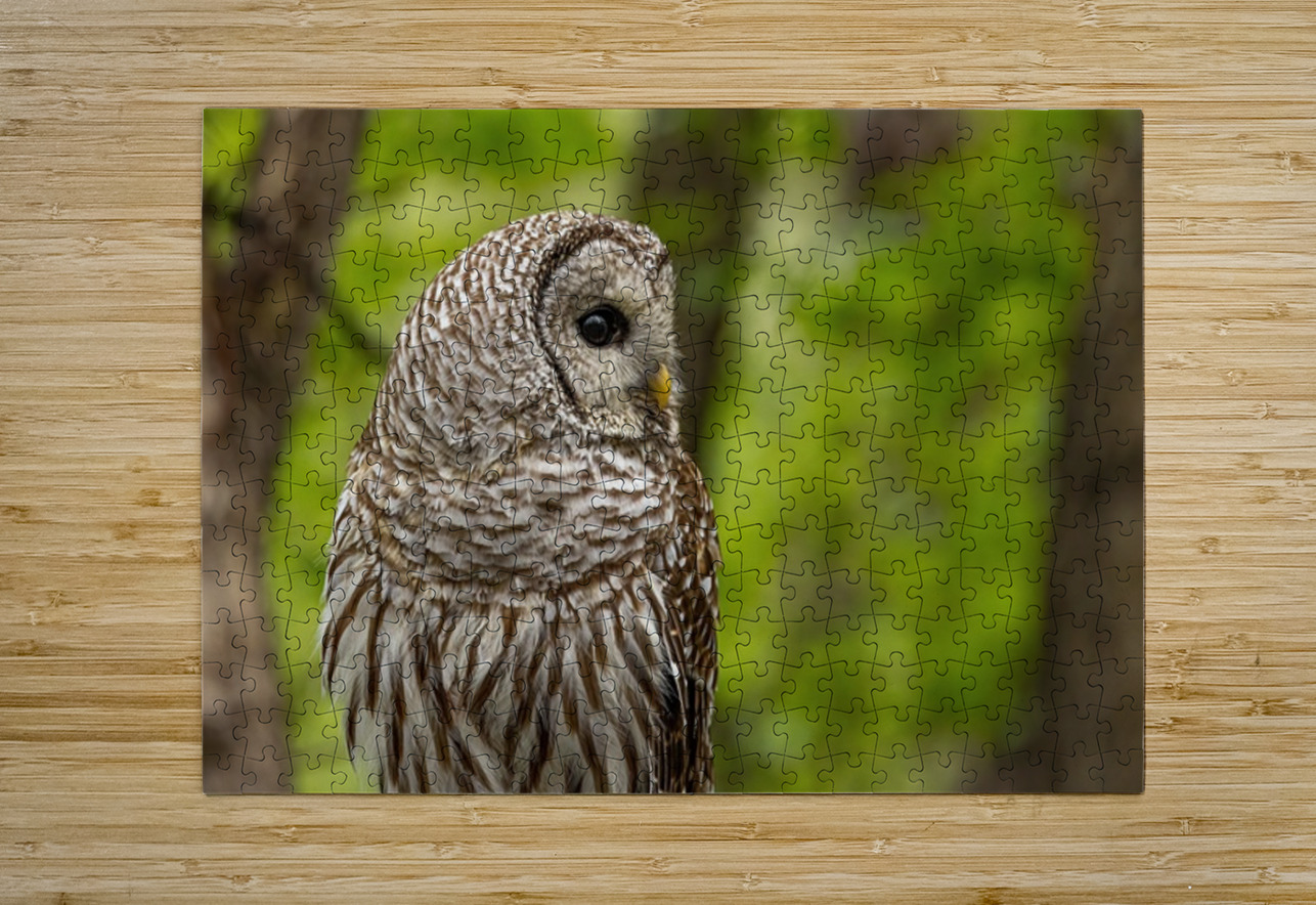 Barred Owl Ilana Vargulich Puzzle printing
