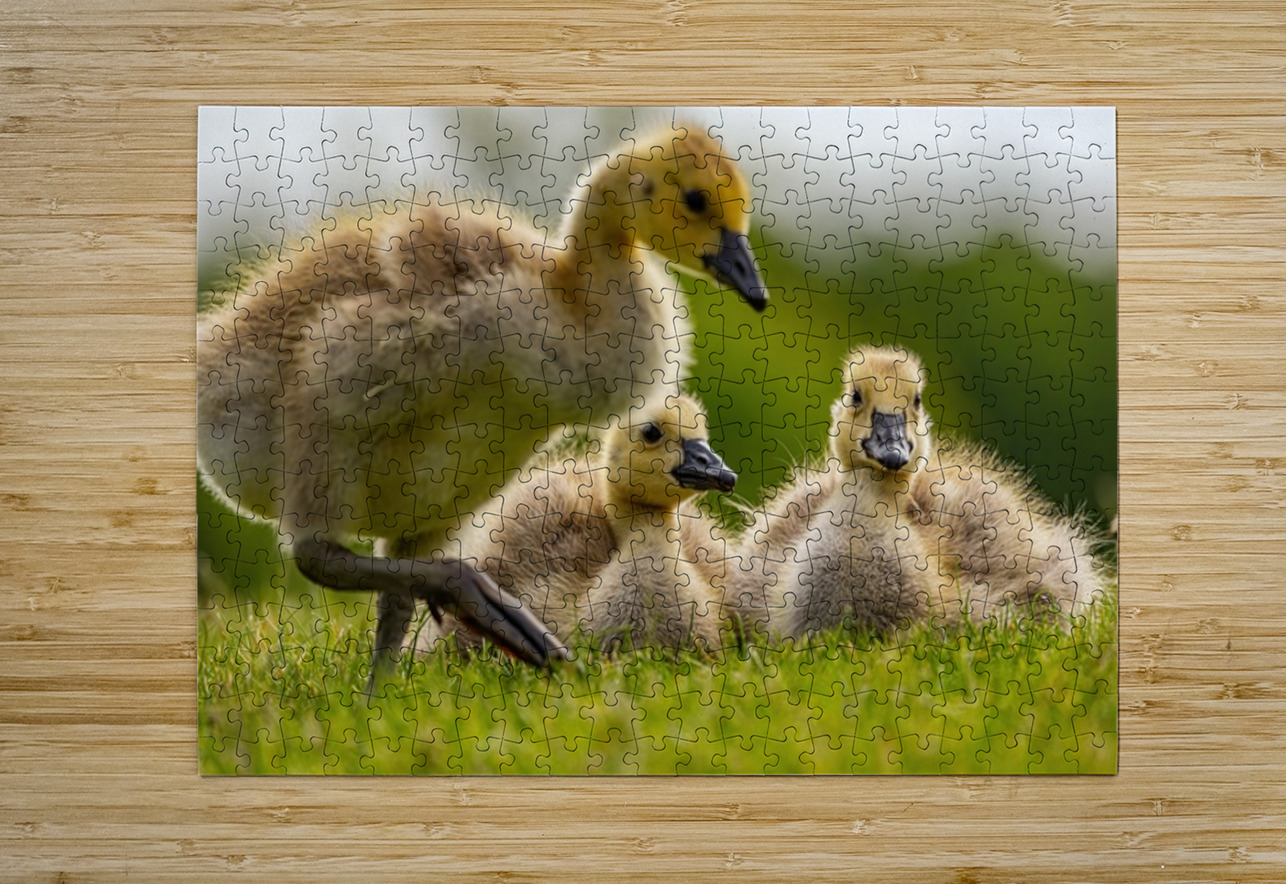Goslings Ilana Vargulich Puzzle printing