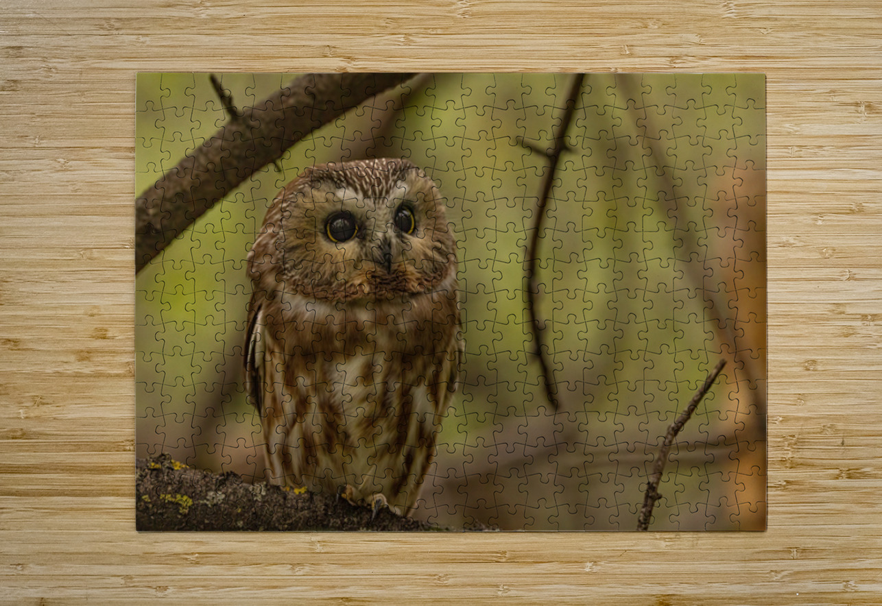 Saw Whet Owl 2 Ilana Vargulich Puzzle printing