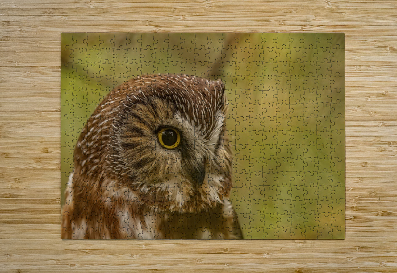 Saw Whet Owl 3 Ilana Vargulich Puzzle printing