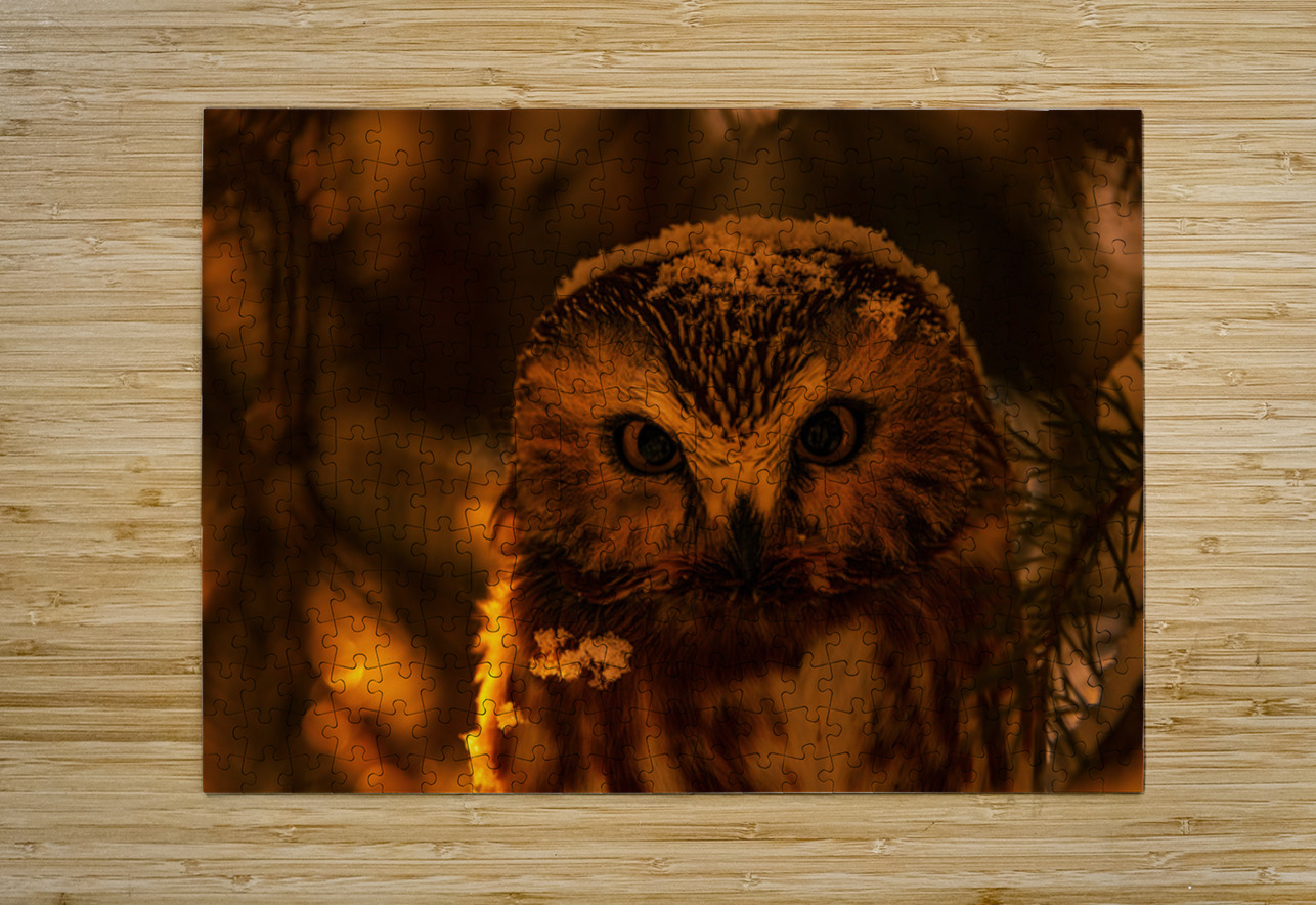 Saw Whet Owl 4 Ilana Vargulich Puzzle printing