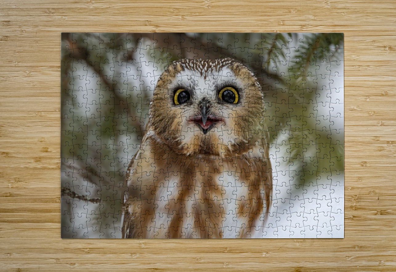 Saw Whet Owl 5 Ilana Vargulich Puzzle printing