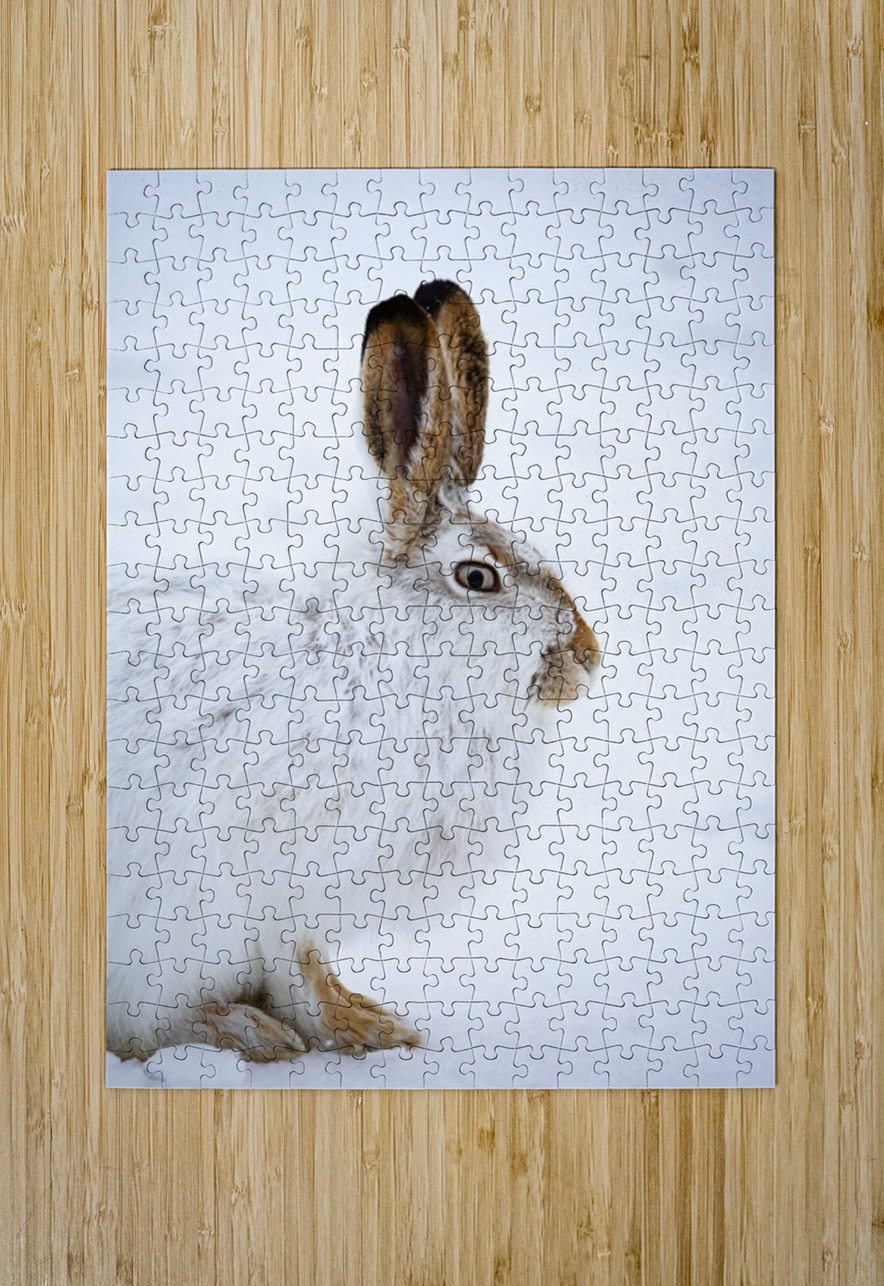 Jack Rabbit Ilana Vargulich Puzzle printing