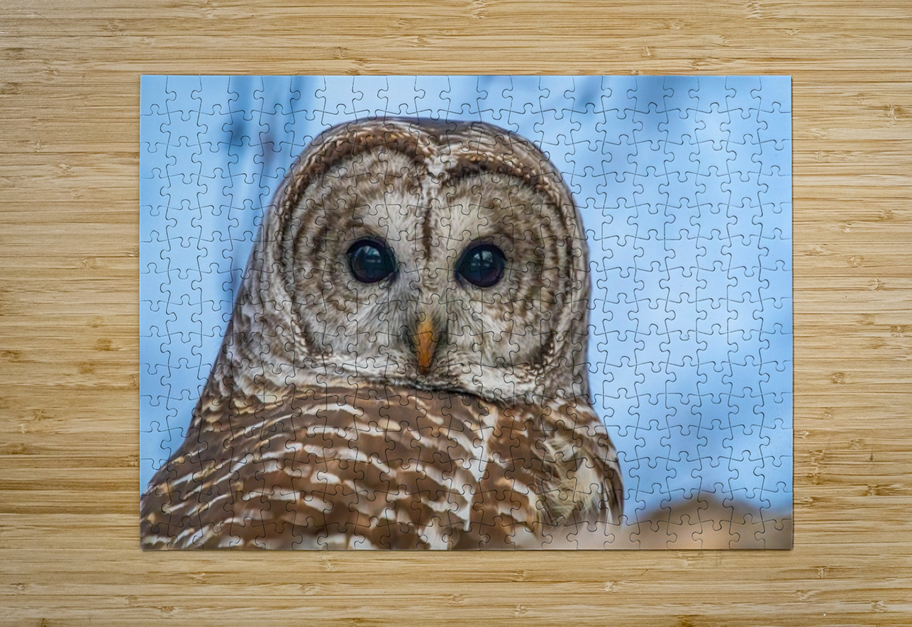 Barred Owl 3 Ilana Vargulich Puzzle printing