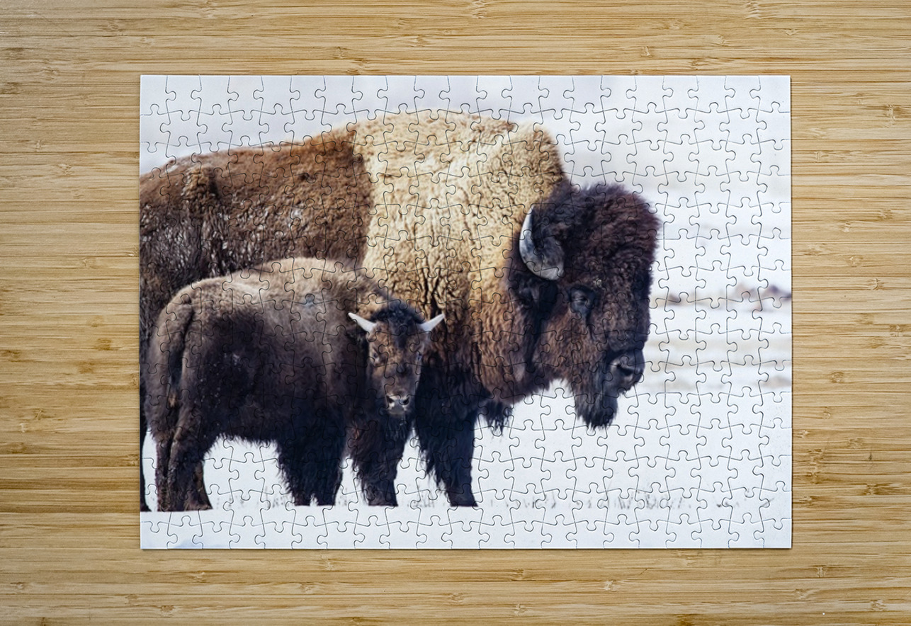 Bison Mom and Cub Ilana Vargulich Puzzle printing