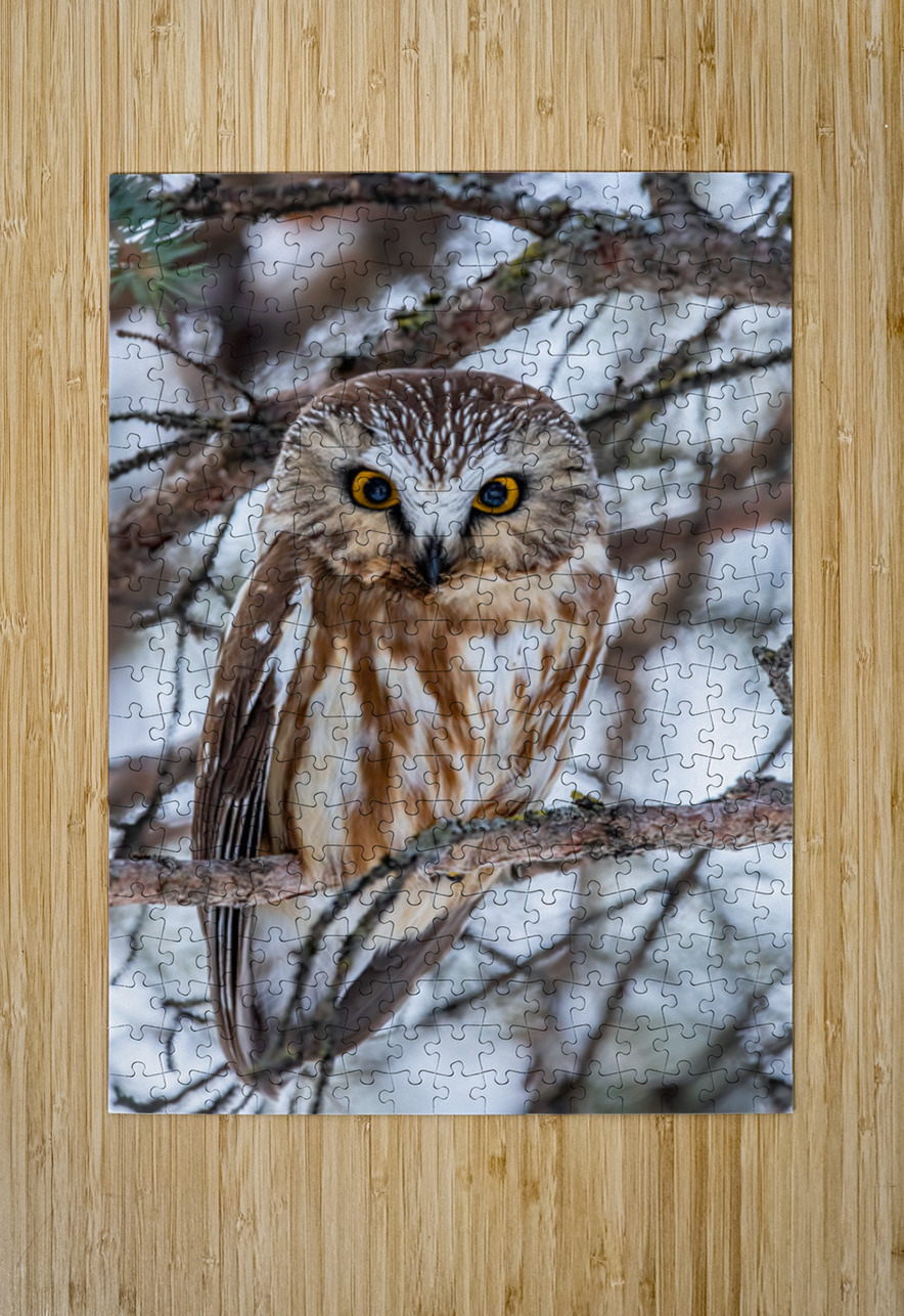 Saw Whet Owl 6 Ilana Vargulich Puzzle printing