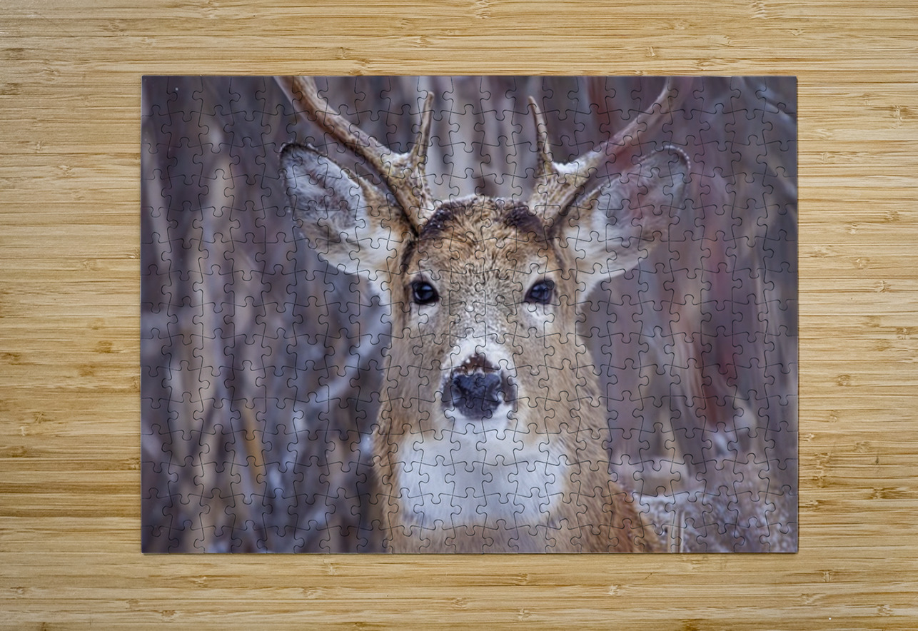 Buck Portrait 3 Ilana Vargulich Puzzle printing