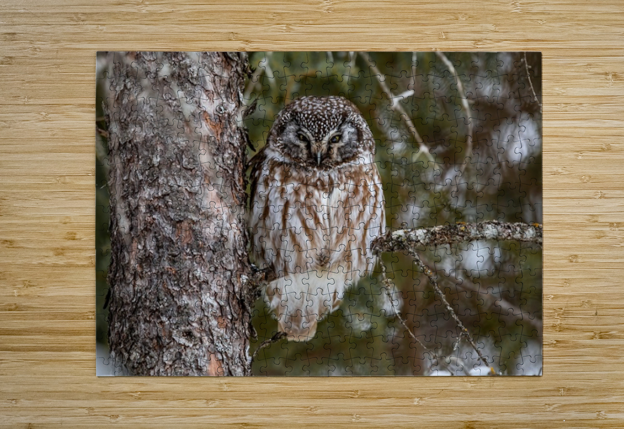 Boreal Owl 2 Ilana Vargulich Puzzle printing