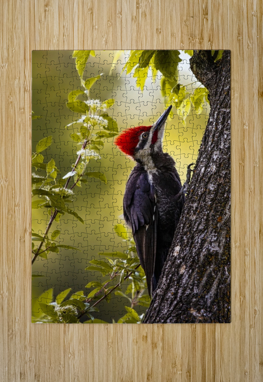 Pileated Woodpecker 2 Ilana Vargulich Puzzle printing