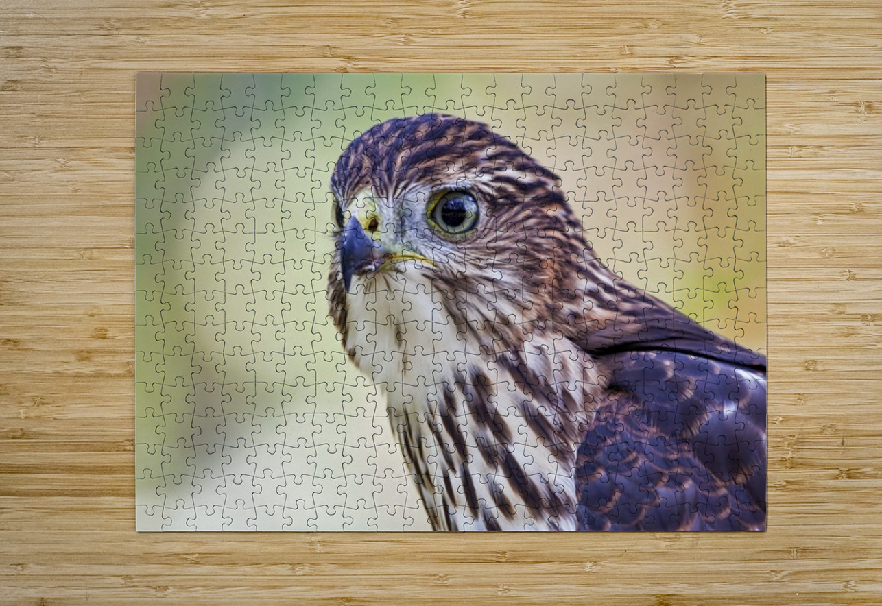 Coopers Hawk Ilana Vargulich Puzzle printing