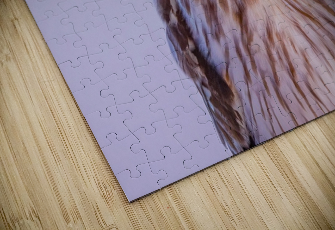 SEO Sunset Ilana Vargulich Puzzle