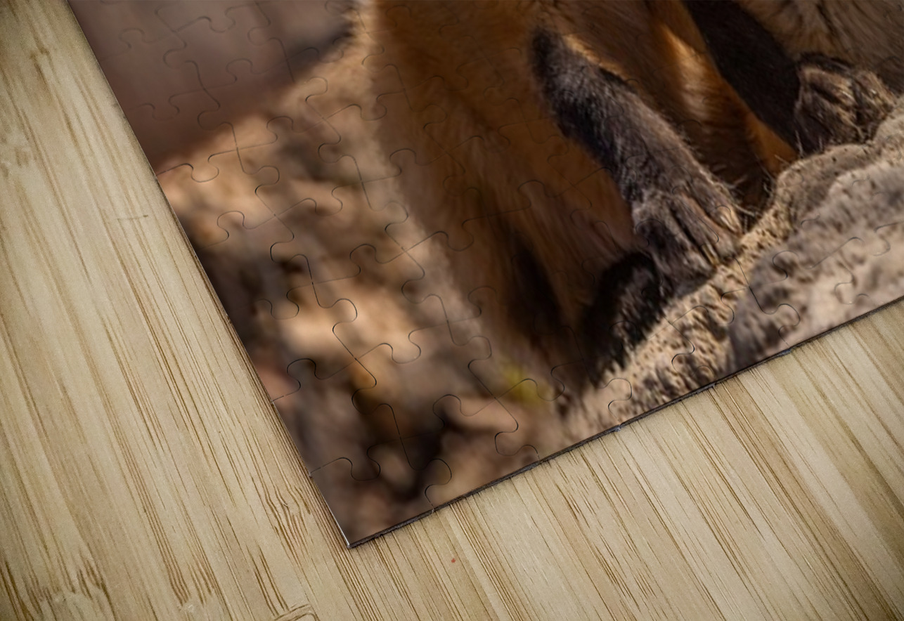 Red Fox Kits Ilana Vargulich Puzzle