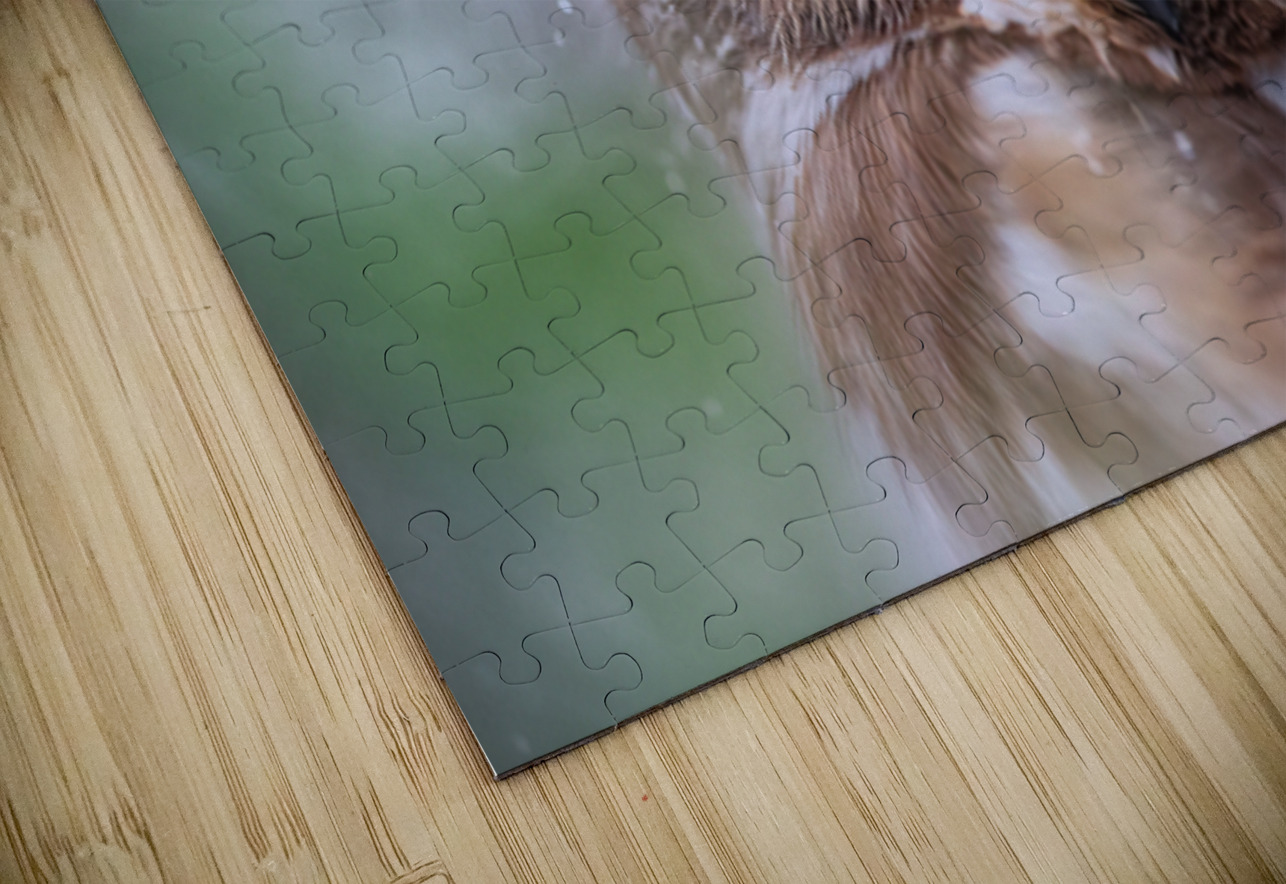 Saw Whet Owl Ilana Vargulich Puzzle