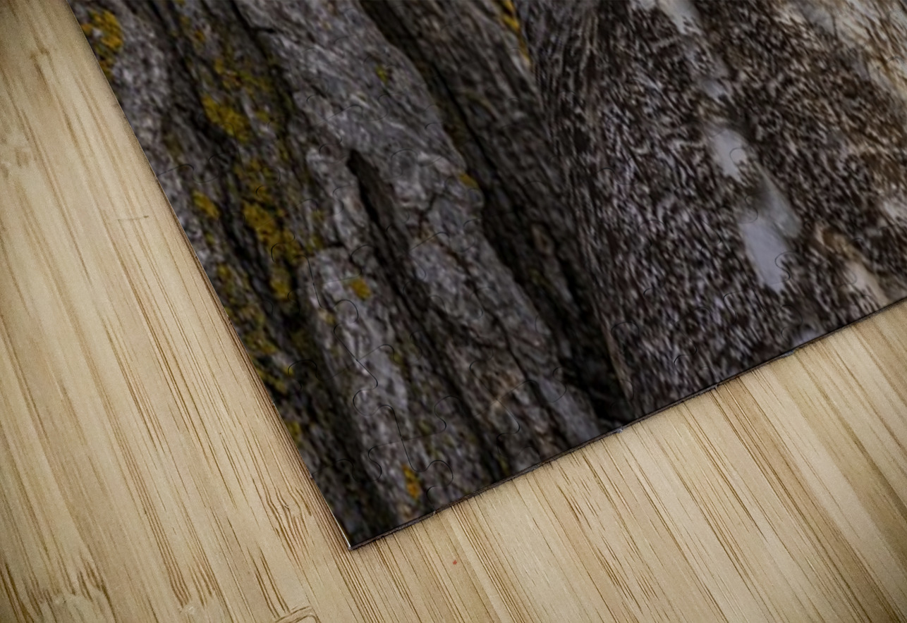 LEO Ilana Vargulich Puzzle