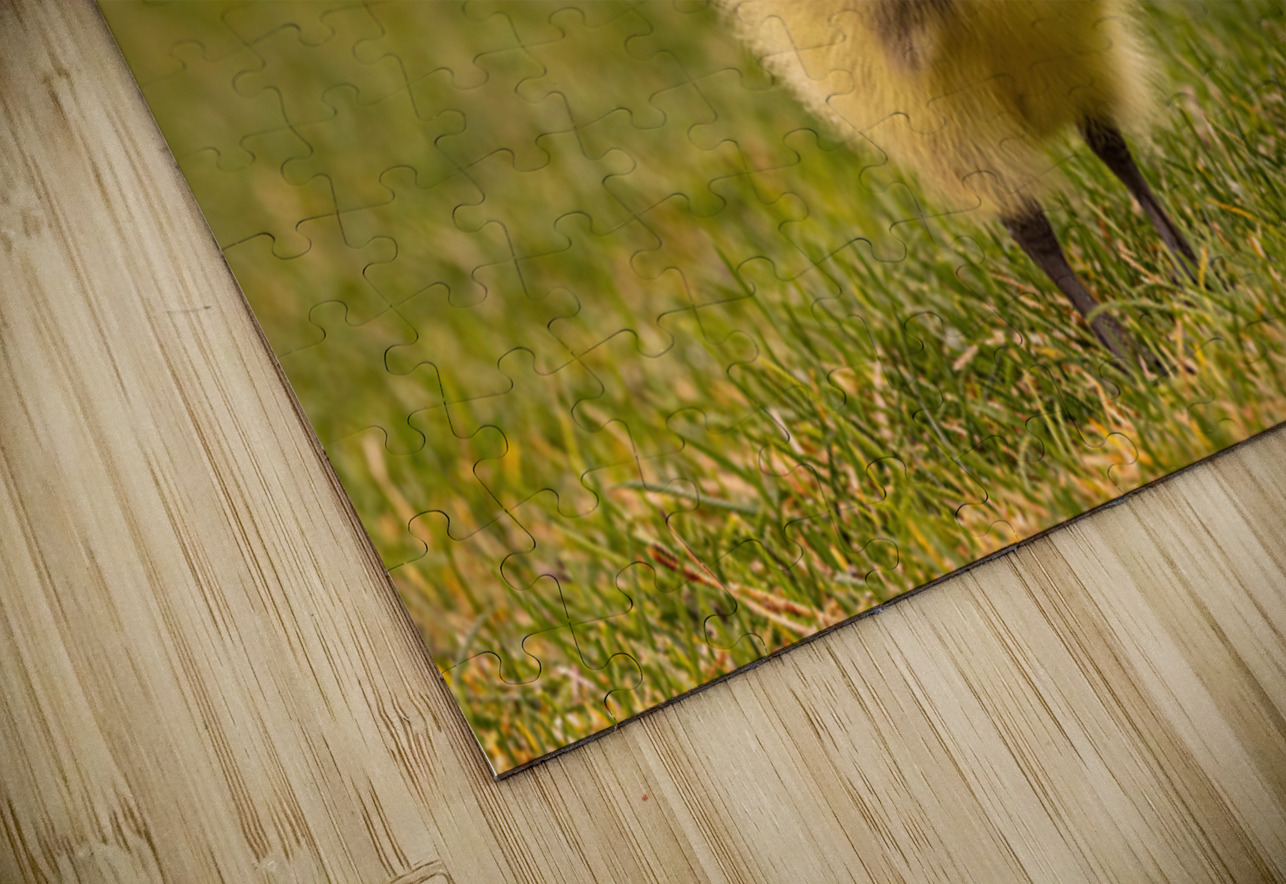 Gosling Story Ilana Vargulich Puzzle