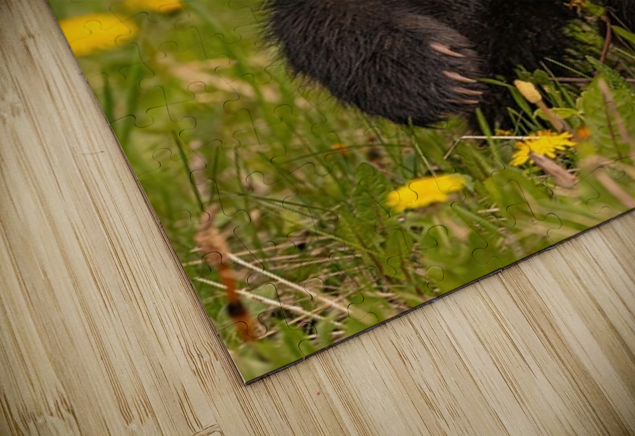 Black Bear Cub Ilana Vargulich Puzzle