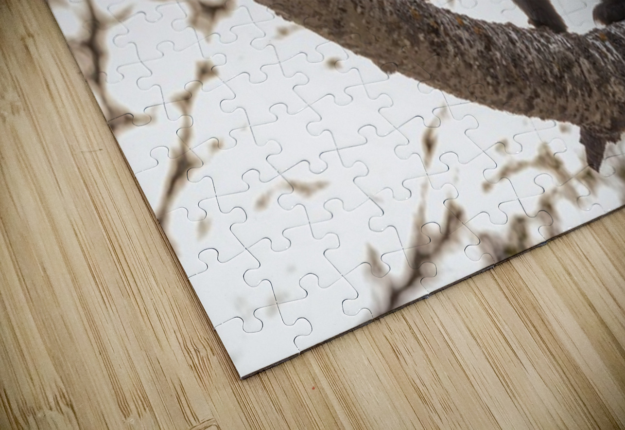 Black Bear Cub 2 Ilana Vargulich Puzzle