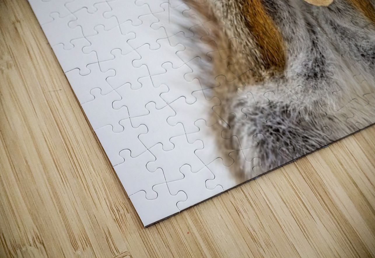 Red Squirrel Ilana Vargulich Puzzle
