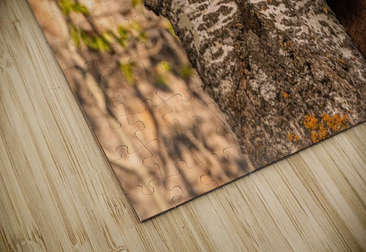 Black Bear Cub 3 Ilana Vargulich Puzzle