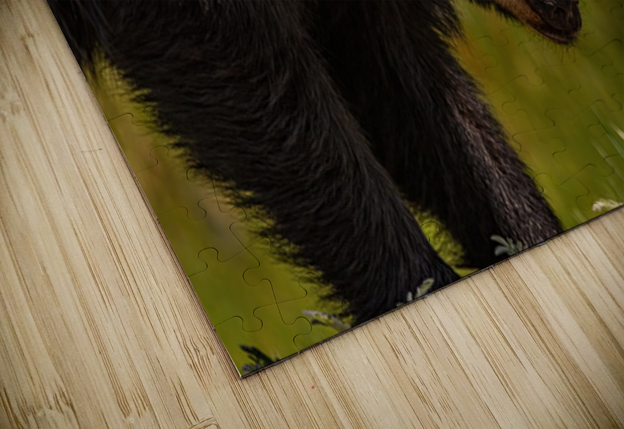 Black Bear Ilana Vargulich Puzzle