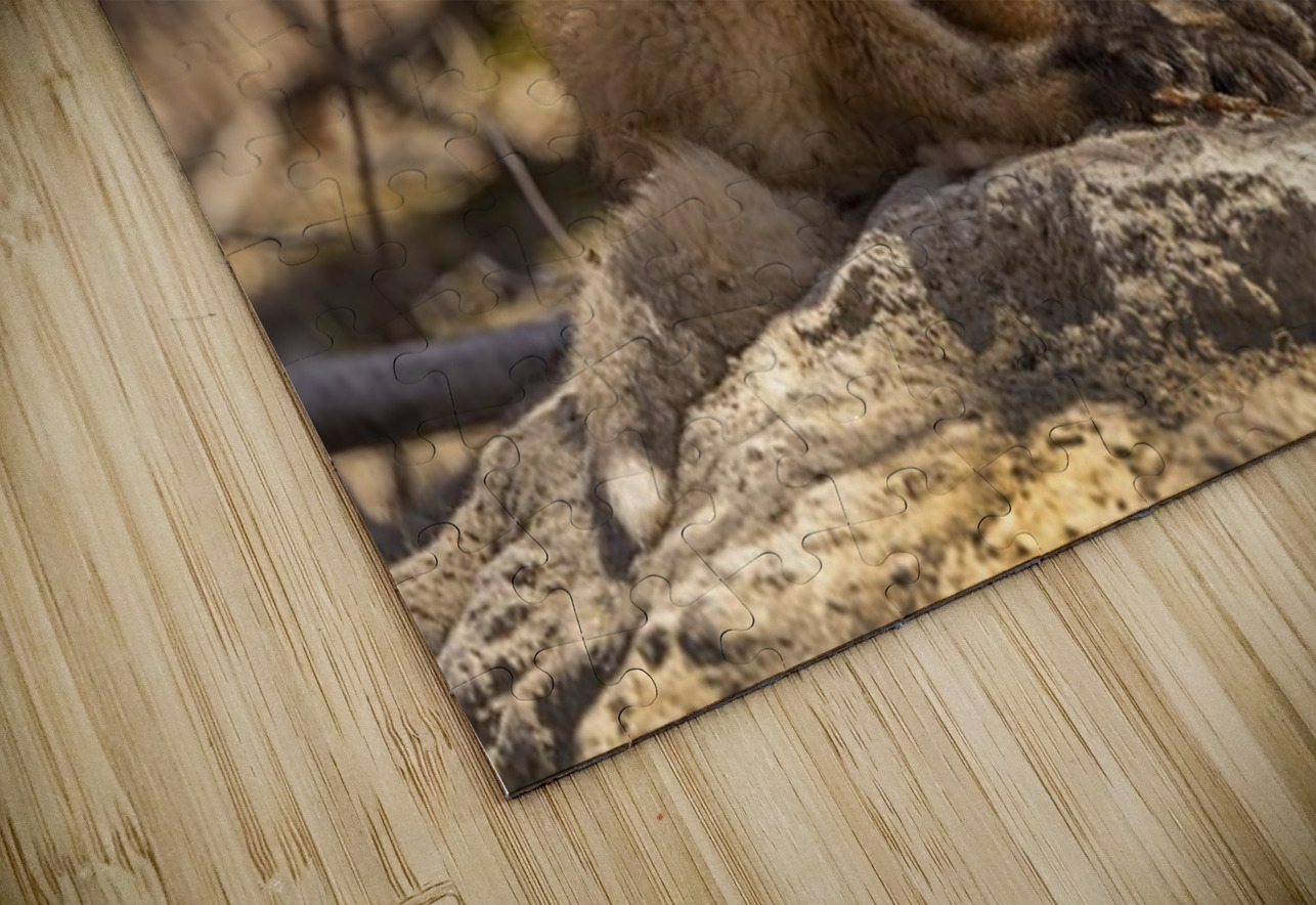 Cute Fox Kit Ilana Vargulich Puzzle