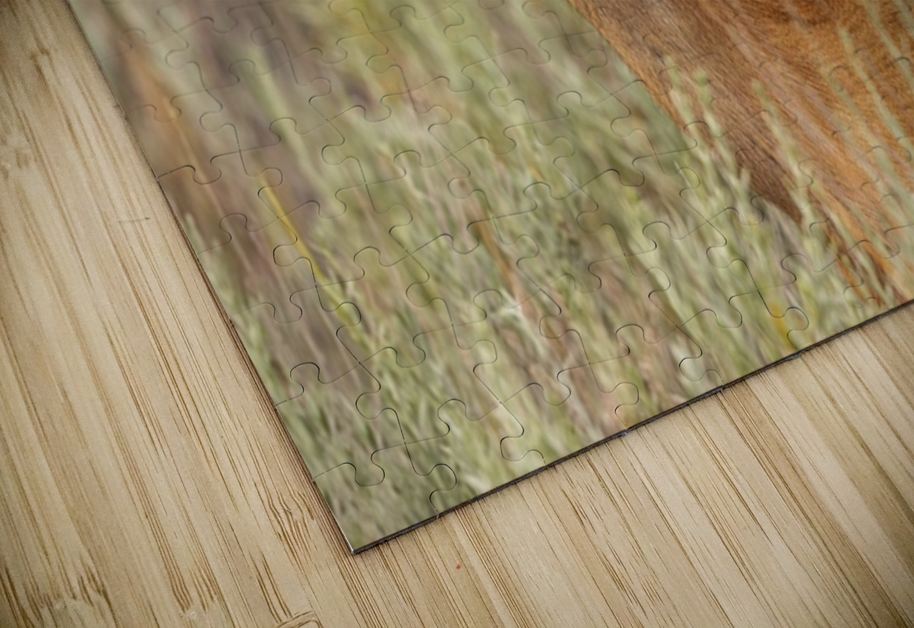 Buck 2 Ilana Vargulich Puzzle