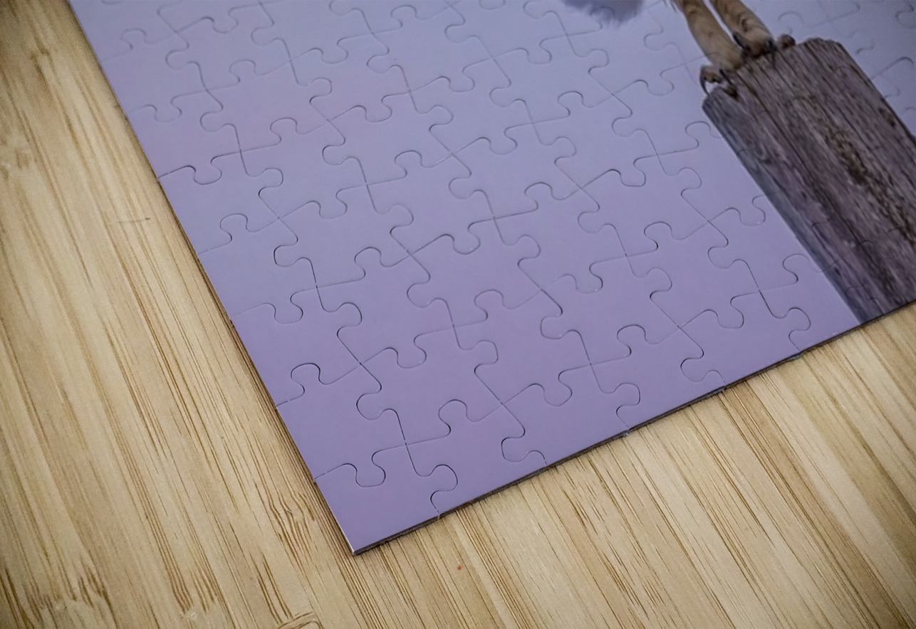 SEO 2 Ilana Vargulich Puzzle