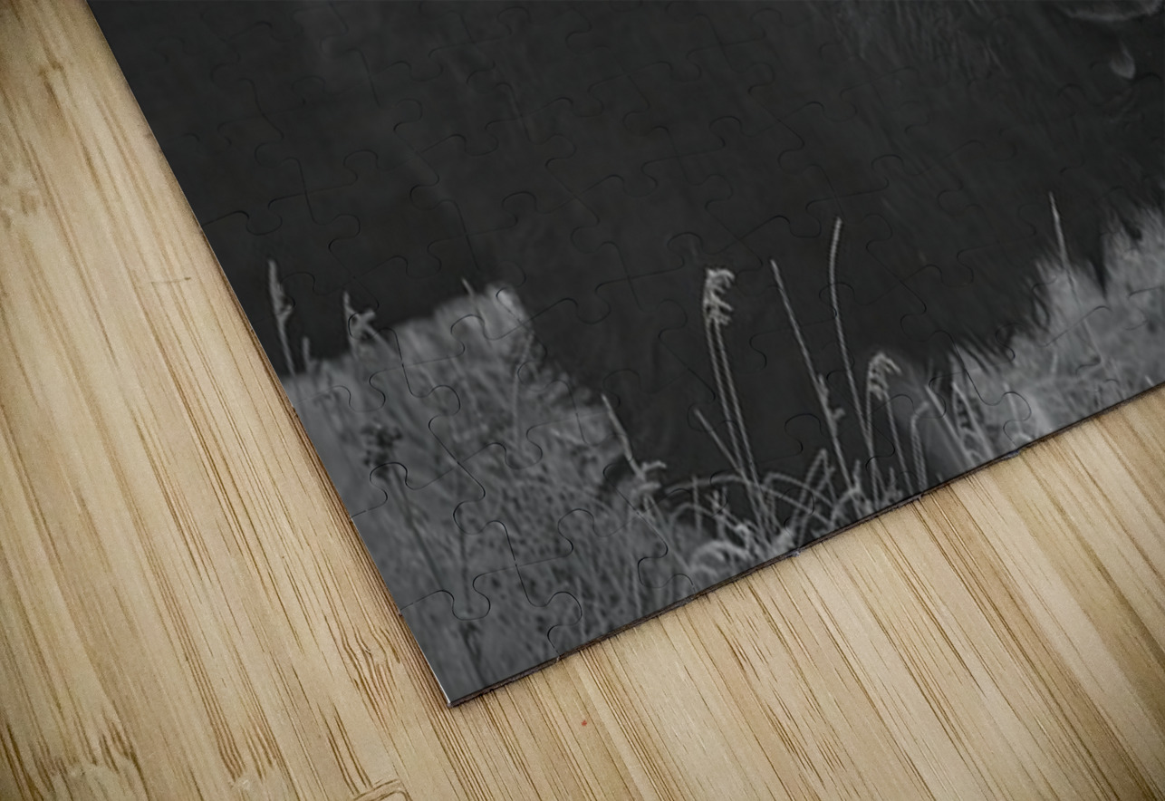 Bison BW Ilana Vargulich Puzzle