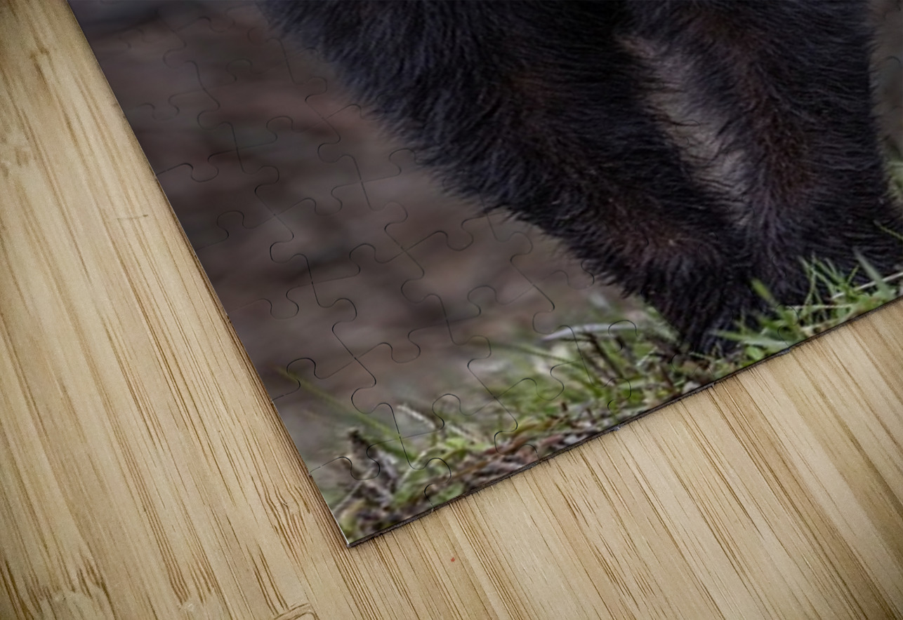 Big Bear Ilana Vargulich Puzzle