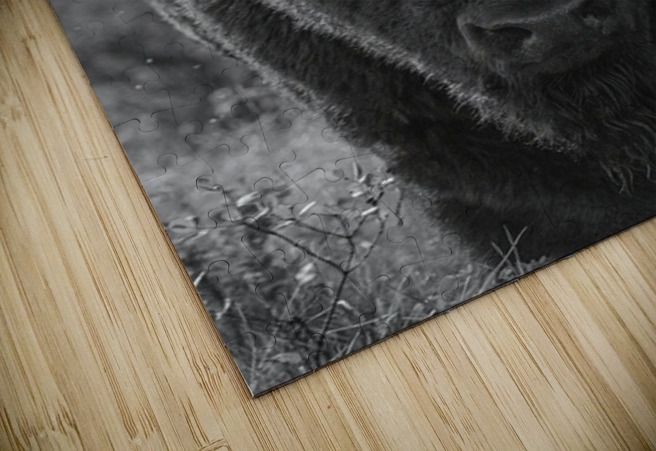 Bison BW 2 Ilana Vargulich Puzzle