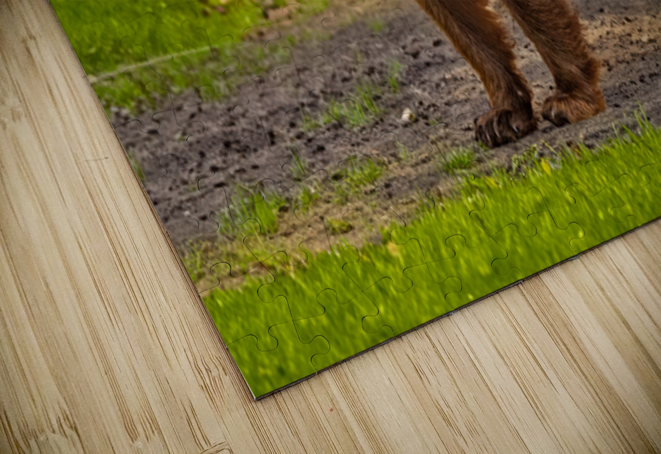 Black Bear 2 Ilana Vargulich Puzzle